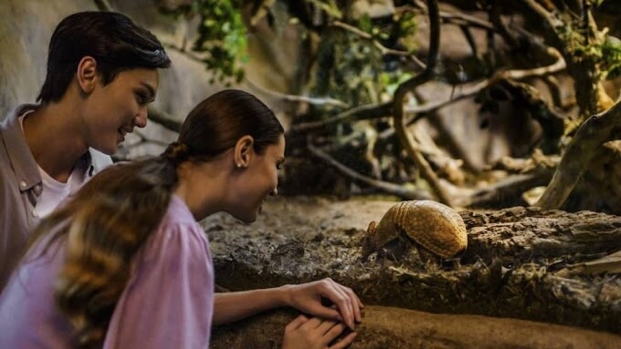 Couples viewing a tortoise at Singapore's Night Safari. Photo by Night Safari Singapore Zoo.