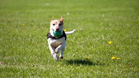 ECP Dog Run. Photo by Matthias Zomer.