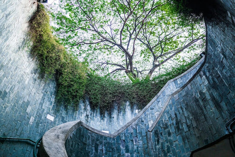 Fort Canning Park Tree Tunnel. Photo by Darren Halos.