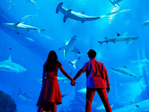 S.E.A. Aquarium in Resorts World Sentosa. Photo by Resorts World Sentosa.
