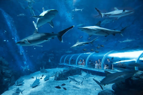 SEA Aquarium at Resorts World Sentosa. Photo by SEA Aquarium Singapore.