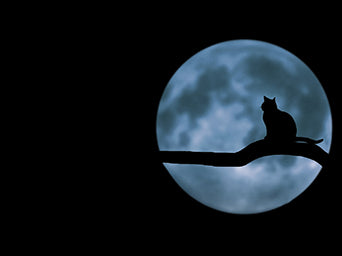 The silhouette of a cat on a branch in front of the moon.