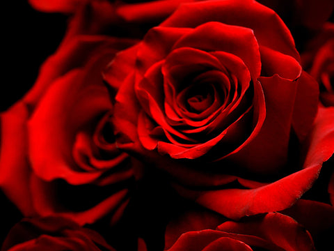 A close up of red roses