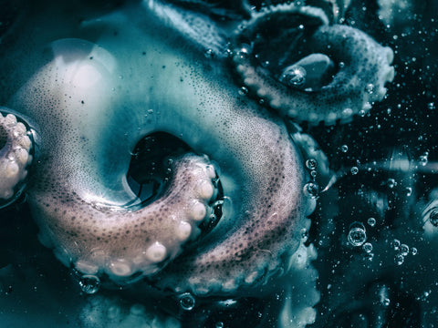 A close up of teal blue octopus tentacles