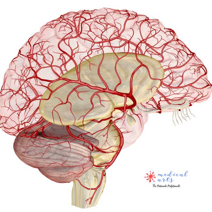 Blood Supply Of Brain [] Cerebral Arterial Circle 🧠 [] Circle Of Willi ...