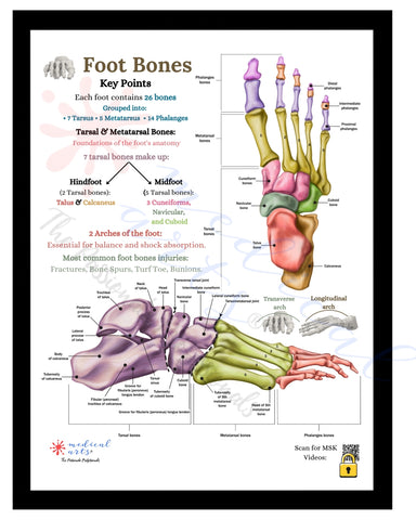 anatomy of human foot bones