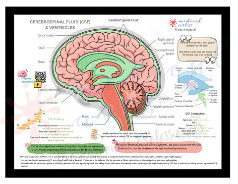 cerebrospinal fluids anatomy poster gift for doctors and nurses.