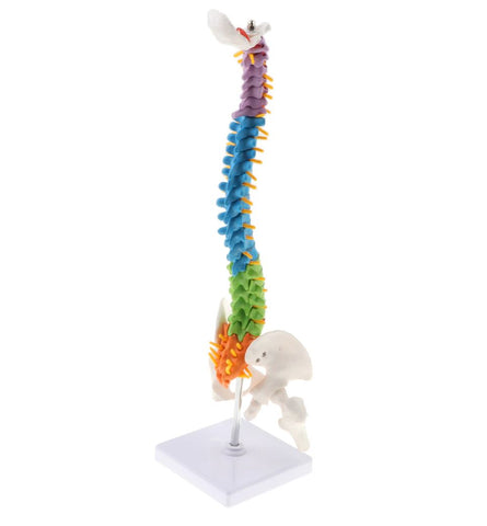 Human Spine Anatomy Model - Real Life Size