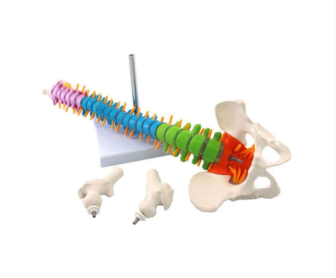 Human Spine Anatomy Model - Real Life Size : Perfect for Medical Professionals and Enthusiasts