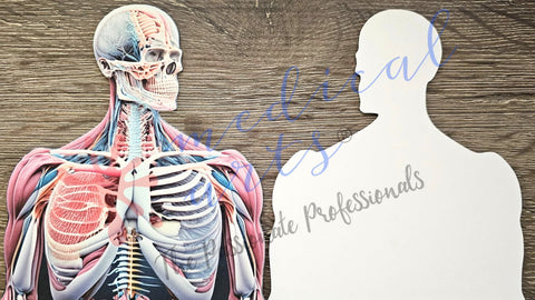 AI anatomy postcards medical arts medartistry