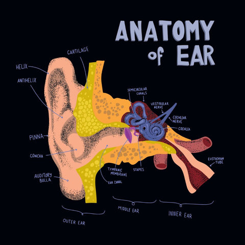 anatomy of the ear, ear wax cleaning