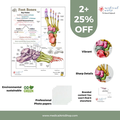 anatomy of foot bones poster