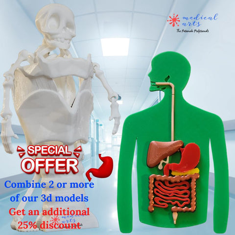 medical arts 3d models