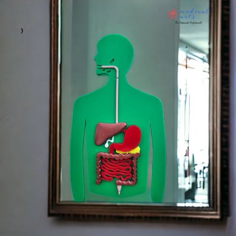 digestive system 3D puzzle - digestive system anatomy model - medical arts 3d models