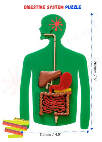 Digestive System 3d models
