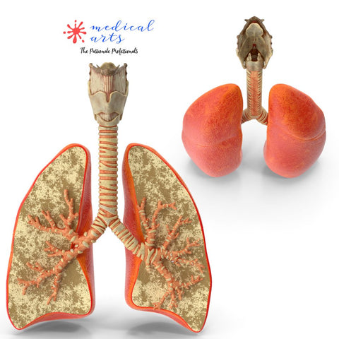 larynx trachea anatomy 3d printed windpipe