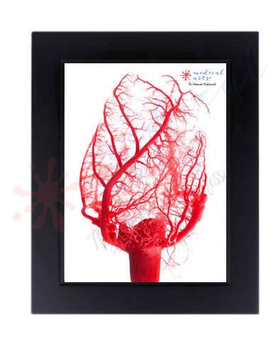 medical arts poster frame free sihpping