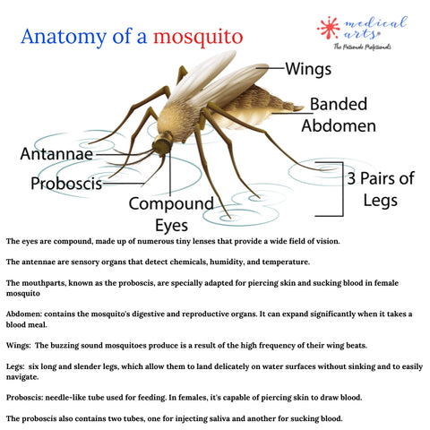 anatomy and physiology of a mosquito