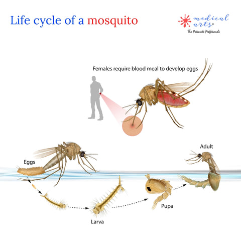 mosquito bites medical arts