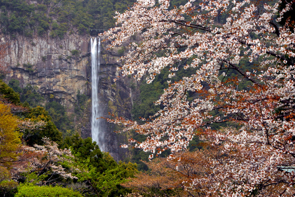 Japanese Cherry Blossums - Hiking Trails Pty Ltd