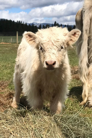 White Miniature Highland Bull