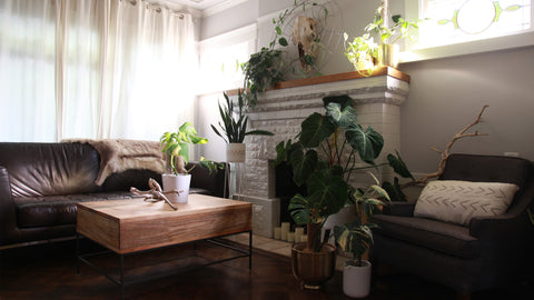 Brightly light living room filled with tropical houseplants growing on plvntly plant poles in brown, white, and black. Brown, wooden coffee table and brown leather couch in the background.