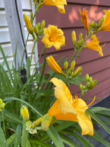 fleur de lys sur ma terrasse