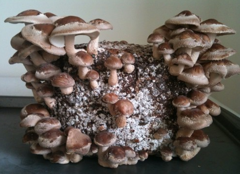 Buy Shiitake Mushroom Ready To Fruit Kit