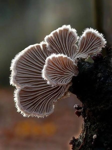 Subsidy On Mushroom Farming