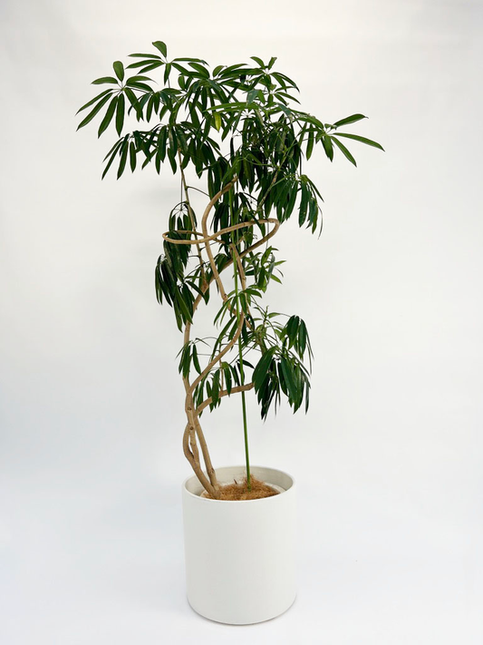 観葉植物 Large 160cm 西和造園