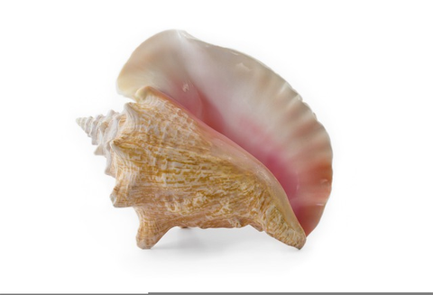 Conch shell Buddhist jewelry auspicious symbols - Damayanti.store