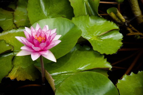 Lotus flower Buddhist jewelry symbol - Damayanti.store