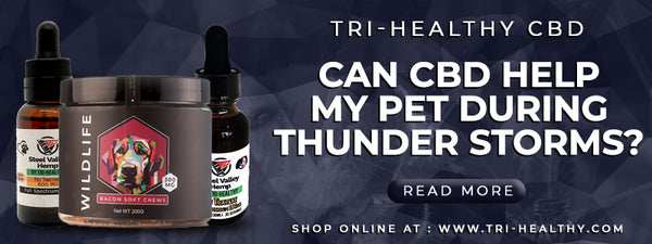 Can-CBD-Help-My-Pet-During-Thunder-Storms