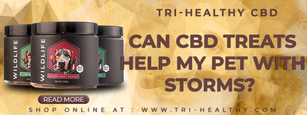 Can-CBD-Treats-Help-My-Pet-with-Storms