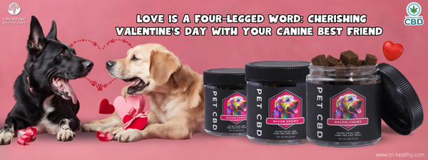 Love is a Four-Legged Word Cherishing Valentine's Day with Your Canine Best Friend