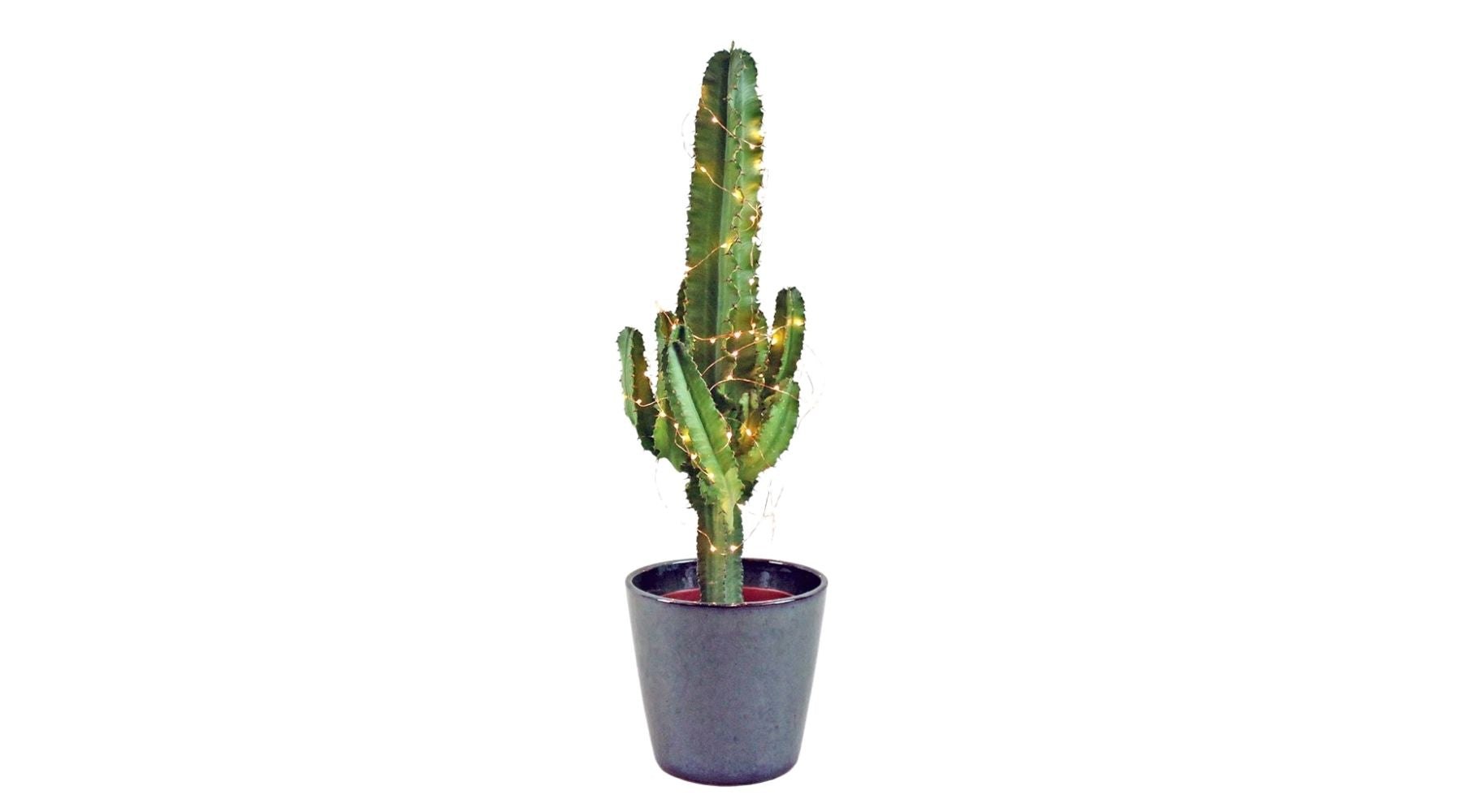 Candelabra Cactus