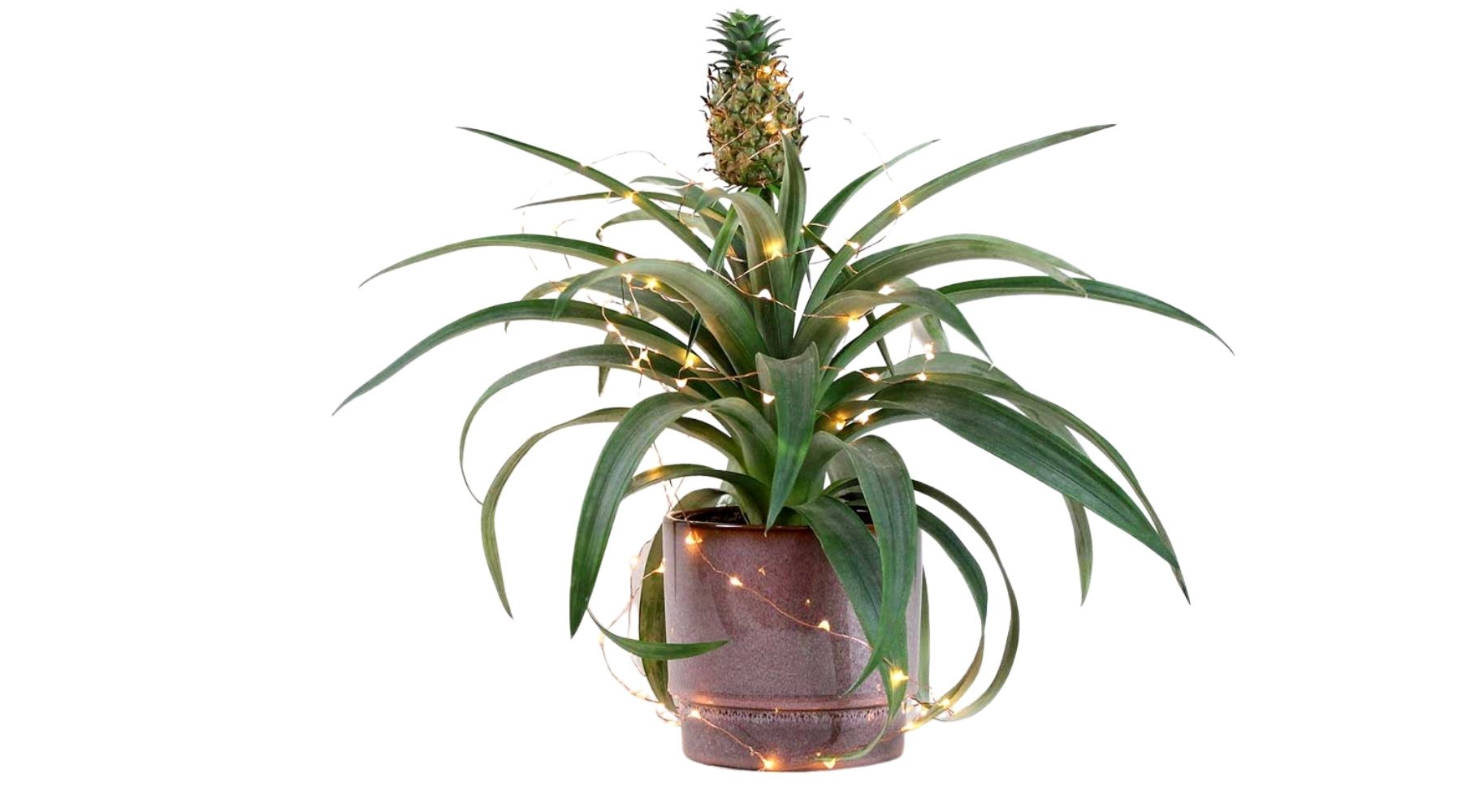 Pineapple Plant