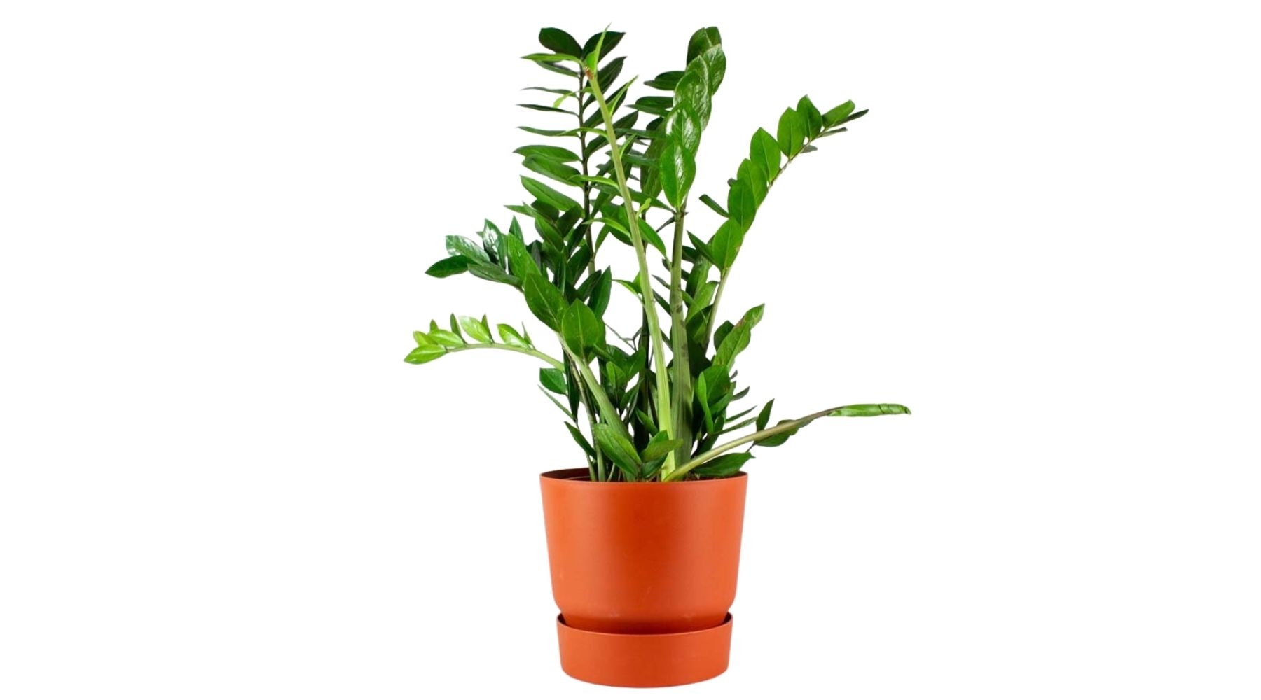 ZZ Plant | Zamioculcas Zamiifolia