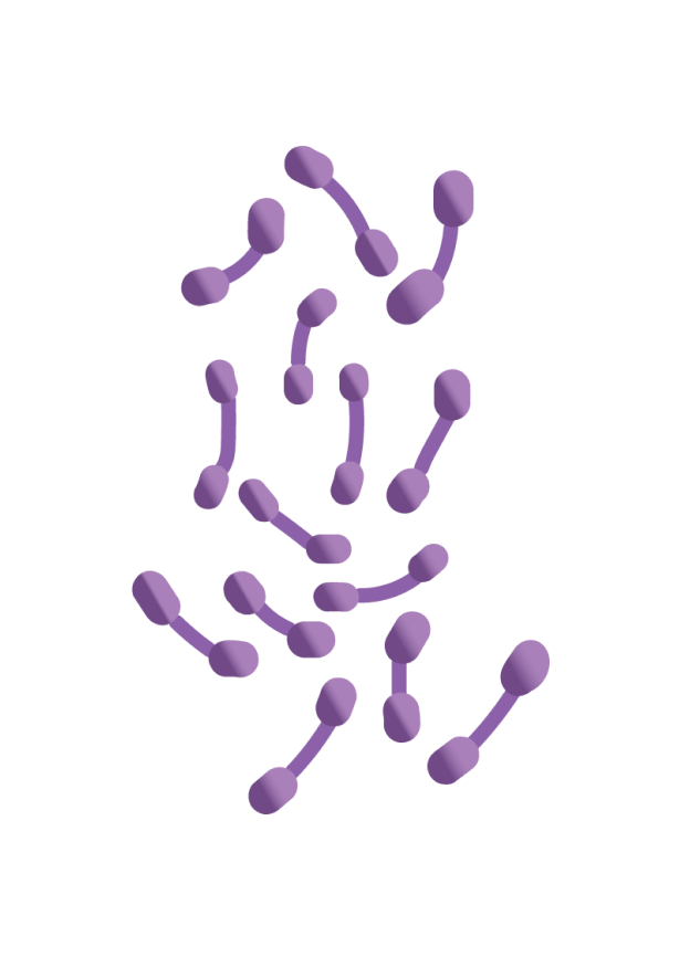 Illustration of Corynebacterium