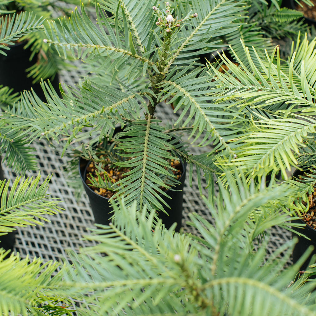 ウォレマイ パイン ジュラシック ツリー Wollemia Nobilis Wollemi Pine