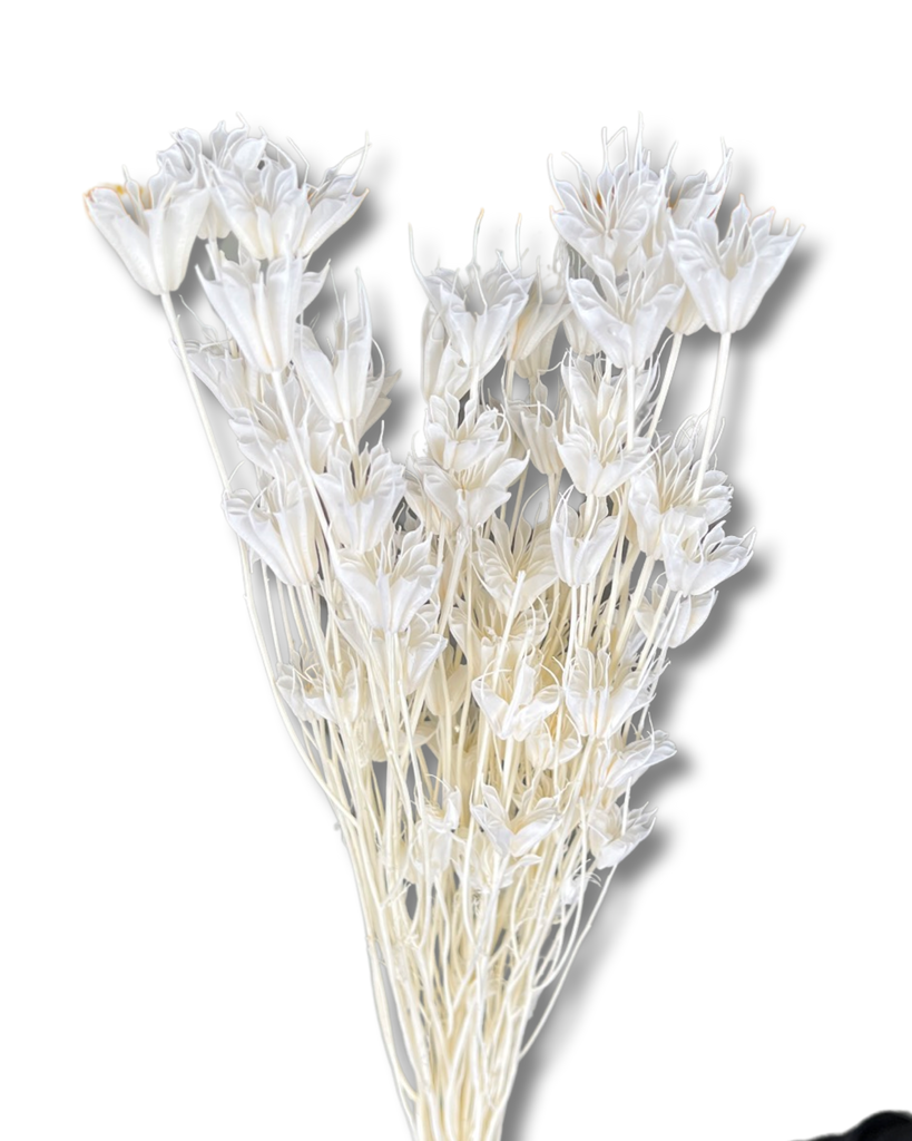 Dried Statice - White  Dried Flowers Australia – AMBLE & TWINE