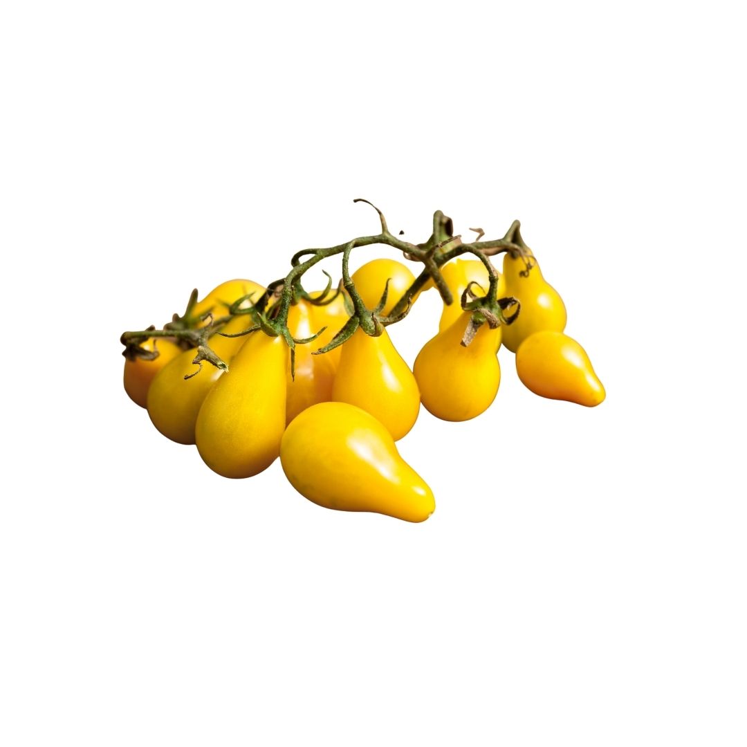 Yellow Pear Tomato Seeds Gardenguru