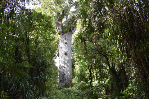 Tane Mahuta stands tall and proud in the Waipoua forest