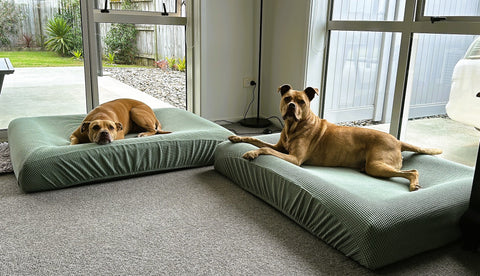 Georgie's pack enjoying their new beds and covers