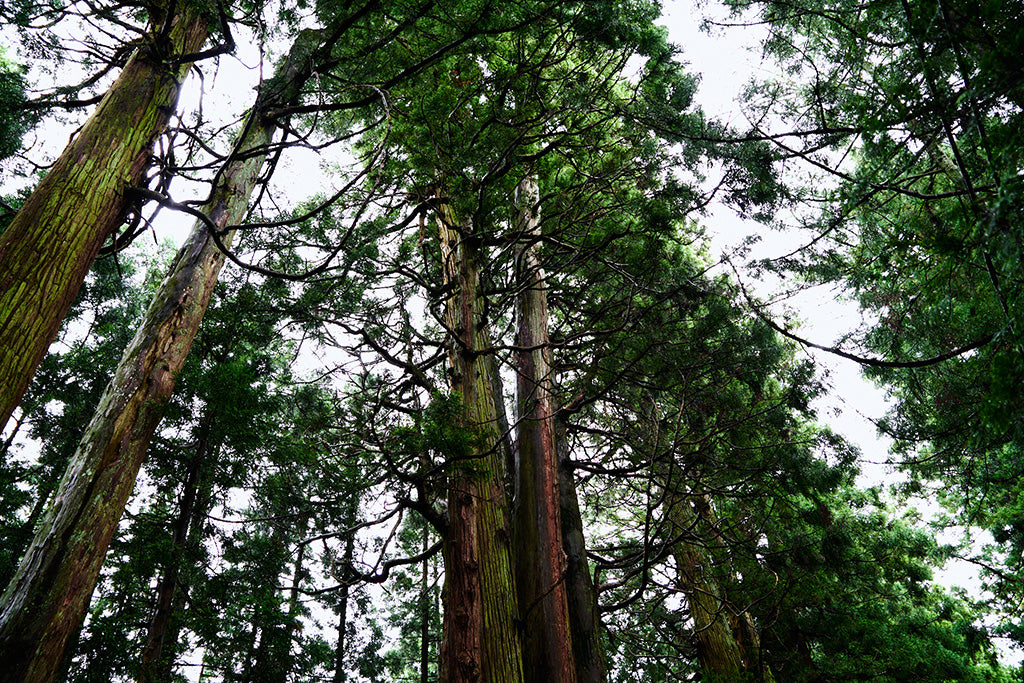 Yohaku ヨハク_コラム 杉の木