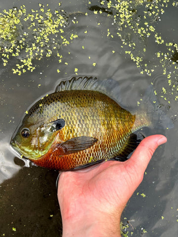 Hot Summer Bluegill Fishing Tips And Techniques