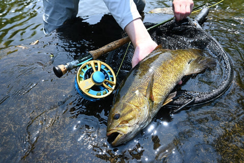 River Wading For Smallmouth With NEW ULTRA LIGHT ROD