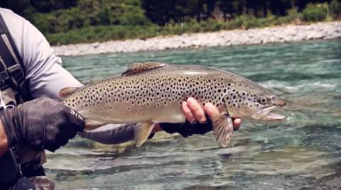 THE BEST FLY FISHING / TROUT FISHING VIDEO!! (Best of Compilation - 2022) 