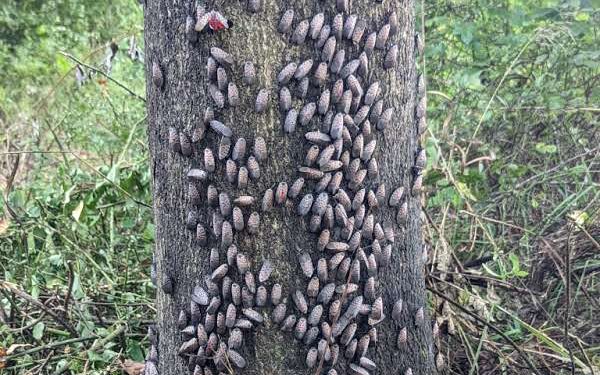 How to Control Spotted Lanternfly Infestations: Using Sticky Tree Tape ...