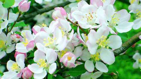 crab apple tree